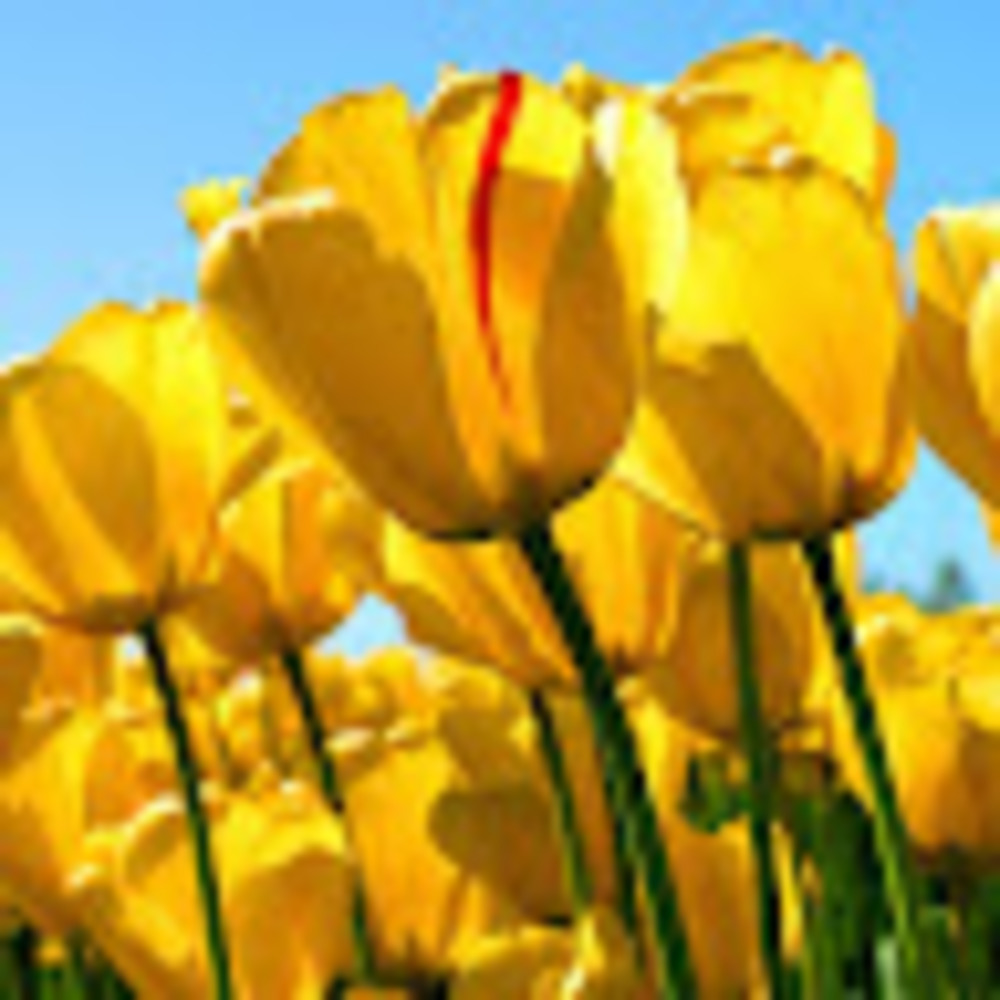 Meet your Posher, April